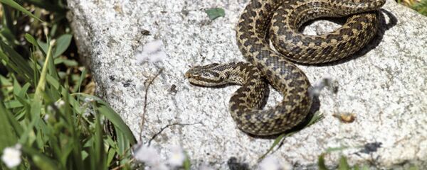 Змея греется на солнце - Sputnik Южная Осетия