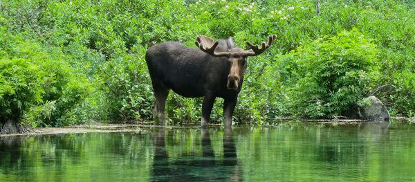 Лось - Sputnik Южная Осетия