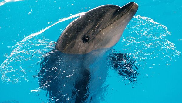 Открытие Центра плавания с дельфинами в Москве - Sputnik Южная Осетия