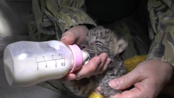 Детеныша амурского леопарда выкармливают из бутылочки в зоопарке Ялты - Sputnik Южная Осетия