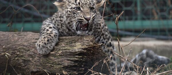 Центр разведения и реабилитации леопарда в Сочи Центр разведения и реабилитации леопарда в Сочи - Sputnik Южная Осетия