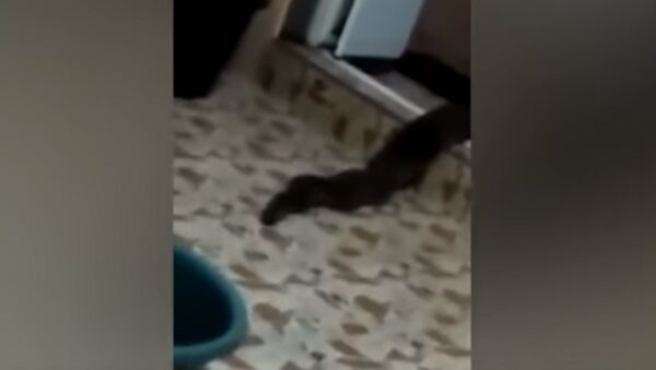 Real life swamp monster crawls out of toilet and slithers across the floor in stomach churning foota - Sputnik Южная Осетия