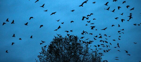 Осень в Сибири Осень в Сибири - Sputnik Хуссар Ирыстон