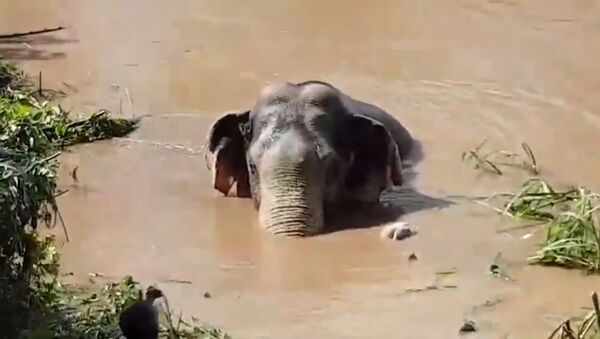 Десятилетнего слоненка спасли из реки в Таиланде - Sputnik Южная Осетия