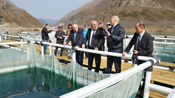 В Северной Осетии разрабатывается программа развития рыбоводства - Sputnik Южная Осетия