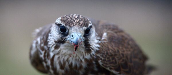 Сокол - Sputnik Южная Осетия