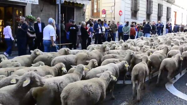 Нашествие овец в центре Мадрида - Sputnik Южная Осетия