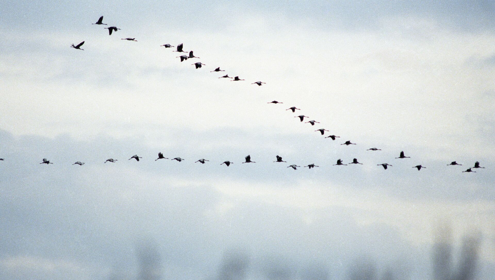 Птицы Северной Осетии Фото И Названия