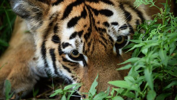 Тигриный парк открылся в Приморье - Sputnik Южная Осетия