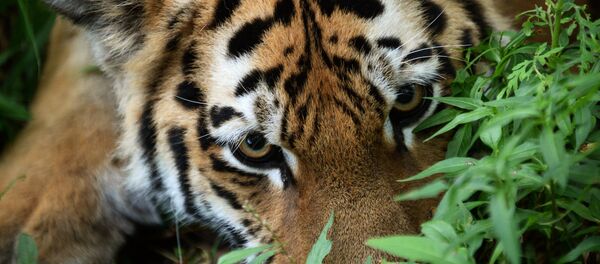 Тигриный парк открылся в Приморье Тигриный парк открылся в Приморье - Sputnik Южная Осетия