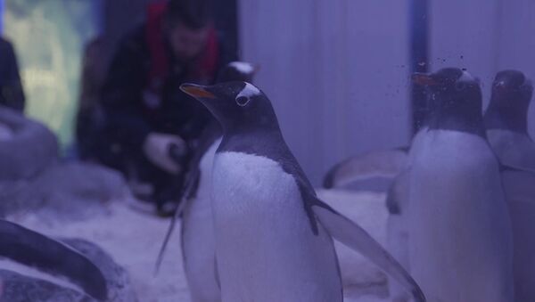 В Лондоне посетителям аквариума Морская жизнь показали пингвинов хинду - Sputnik Южная Осетия