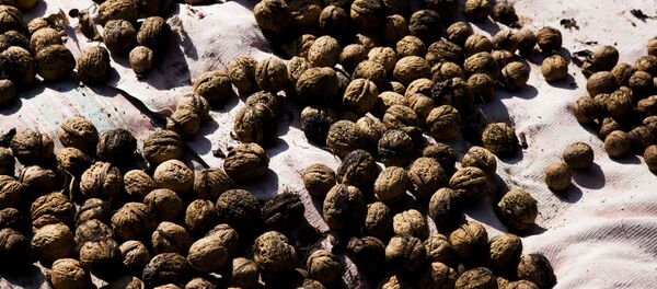 Зар Зар - Sputnik Южная Осетия