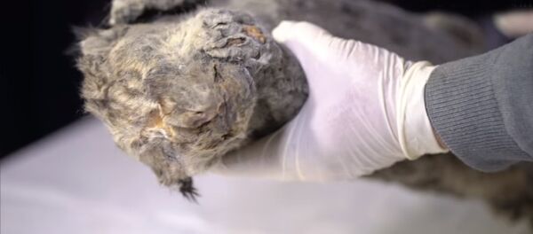 В Якутии нашли мумию пещерного львенка - Sputnik Южная Осетия