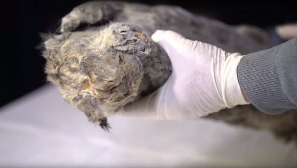 В Якутии нашли мумию пещерного львенка - Sputnik Южная Осетия