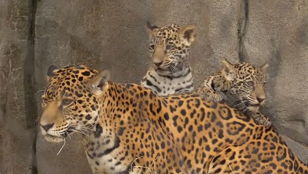 В зоопарке Хьюстона представили посетителям детенышей ягуара - Sputnik Южная Осетия