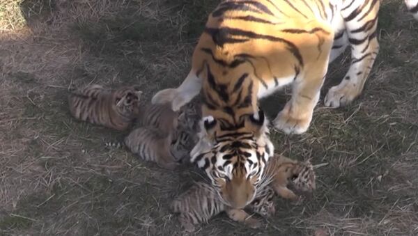 Четверо детенышей амурского тигра родились в крымском сафари-парке Тайган - Sputnik Южная Осетия