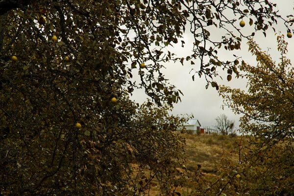 Осень в Шихантуре - Sputnik Южная Осетия