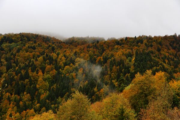 Осень в Шихантуре - Sputnik Южная Осетия