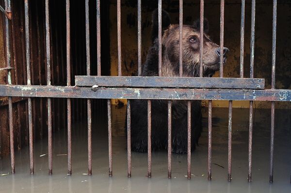Уссурийский зоопарк после наводнения - Sputnik Южная Осетия
