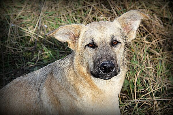 Бродячая собака - Sputnik Южная Осетия