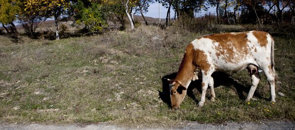 Осетинская осень: зовет и уносит - Sputnik Южная Осетия