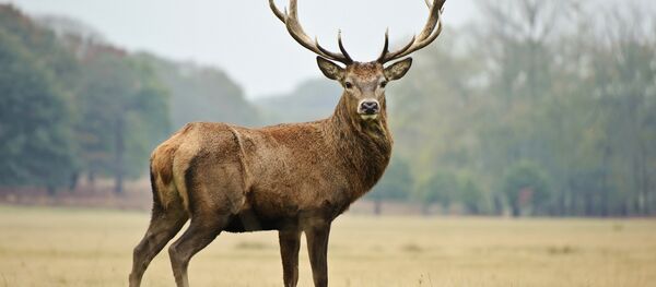 благородный олень благородный олень - Sputnik Южная Осетия