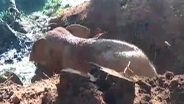 Слоненок провалился в яму в горах Нилгири в Индии - Sputnik Южная Осетия