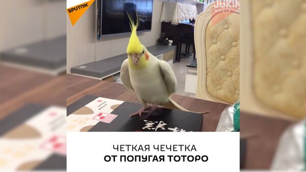 Четкая чечетка от попугая Тоторо - Sputnik Южная Осетия