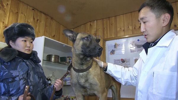 Собаки-клоны готовятся к службе в исправительной колонии в Якутии - Sputnik Южная Осетия