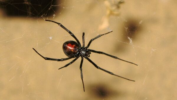 Смертельно опасные пауки в Австралии - Sputnik Южная Осетия