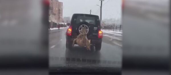 Привязанный к внедорожнику мертвый волк попал на видео во Владикавказе‍ - Sputnik Южная Осетия