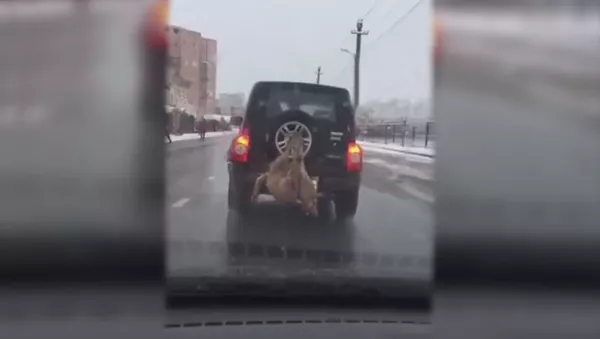 Привязанный к внедорожнику мертвый волк попал на видео во Владикавказе‍ - Sputnik Южная Осетия