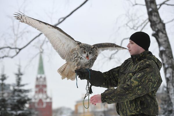 Птицы служат в охране Кремля - Sputnik Южная Осетия