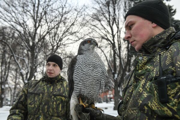 Птицы служат в охране Кремля - Sputnik Южная Осетия