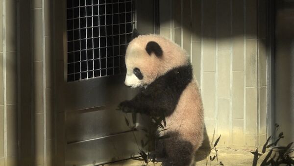 Малышка-панда по имени Сян Сян - Sputnik Южная Осетия