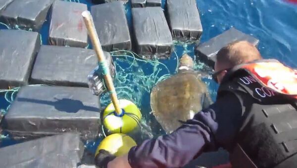 Черепаха застряла в океане среди тюков с кокаином на 53 млн долларов - Sputnik Южная Осетия