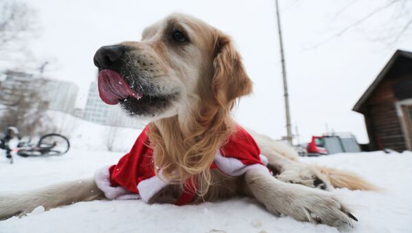 Собака лабрадор, участница новогоднего забега - Sputnik Южная Осетия