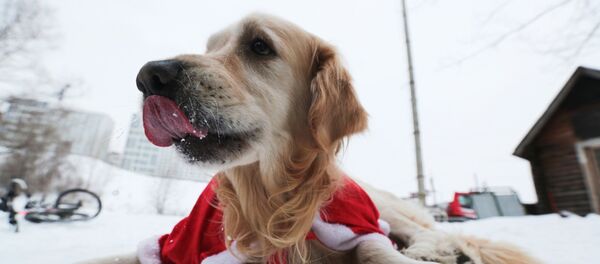 Собака лабрадор, участница новогоднего забега Собака лабрадор, участница новогоднего забега - Sputnik Южная Осетия