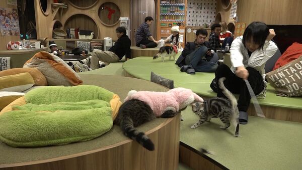 Ужин при котах: как работает ошачье кафе в Японии - Sputnik Южная Осетия