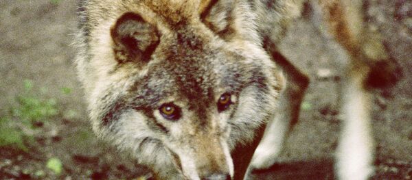 Волк Волк - Sputnik Южная Осетия