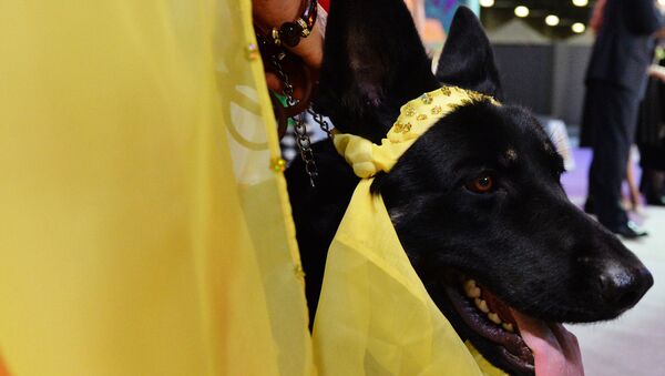 Выставка собак Золотой ошейник-2016 - Sputnik Южная Осетия