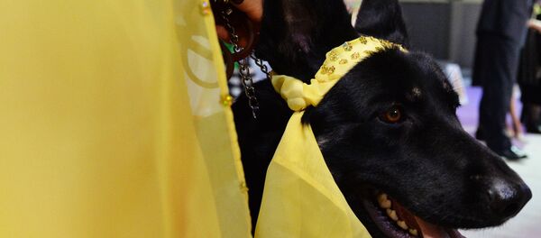 Выставка собак Золотой ошейник-2016 Выставка собак Золотой ошейник-2016 - Sputnik Южная Осетия