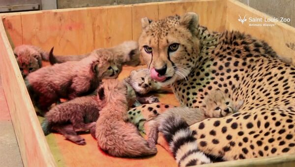 Восемь детенышей родились у самки гепарда в зоопарке Сент-Луиса - Sputnik Южная Осетия