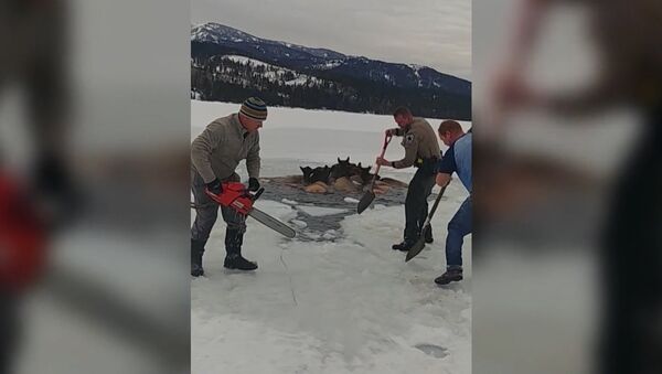 В США спасли лосей, провалившихся под лед - Sputnik Южная Осетия
