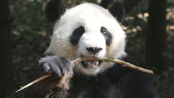 Научно-исследовательский центр разведения панд в Китае - Sputnik Южная Осетия