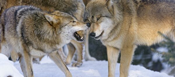 В Северной Осетии отстреливают волков - Sputnik Южная Осетия