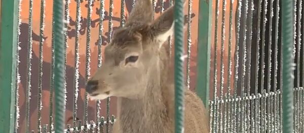 Зоопарку Владикавказа подарили благородного оленя Зоопарку Владикавказа подарили благородного оленя - Sputnik Южная Осетия