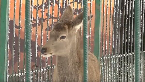 Зоопарку Владикавказа подарили благородного оленя - Sputnik Южная Осетия