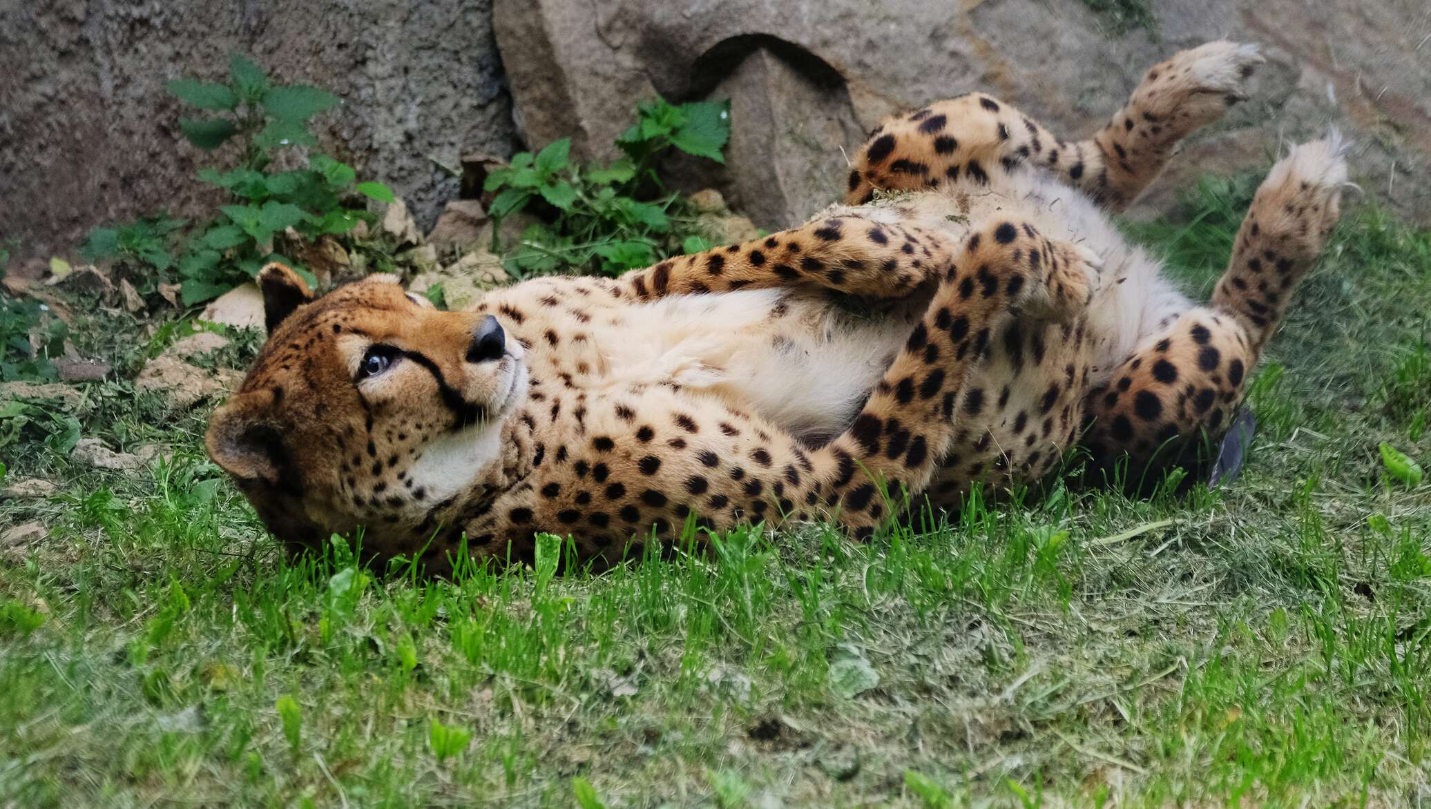 леопард в московском зоопарке