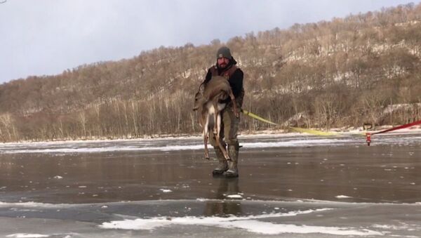 Спасение оленя, застрявшего на замерзшей реке - Sputnik Южная Осетия
